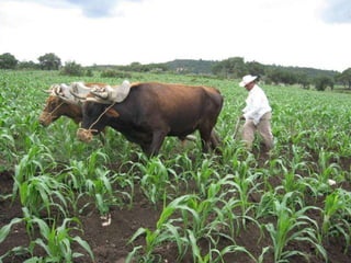 Quién nos alimentara en un planeta en crisis?