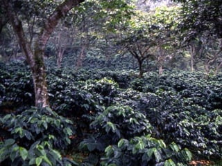 Quién nos alimentara en un planeta en crisis?