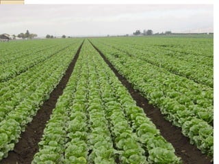 Quién nos alimentara en un planeta en crisis?