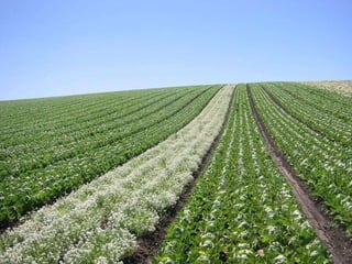 Quién nos alimentara en un planeta en crisis?