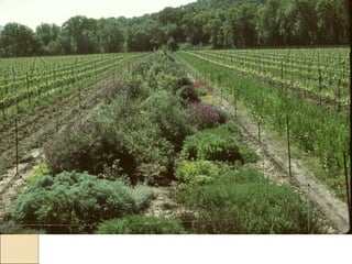 Quién nos alimentara en un planeta en crisis?