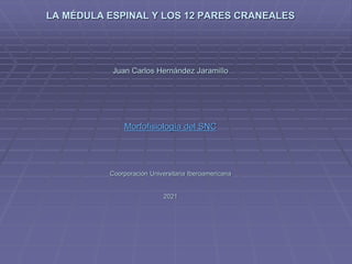 LA MÉDULA ESPINAL Y LOS 12 PARES CRANEALES
Juan Carlos Hernández Jaramillo
Morfofisiología del SNC
Coorporación Universitaria Iberoamericana
2021
 