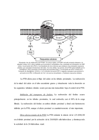 La PTH afecta poco el flujo del calcio en los túbulos proximales. La reabsorción
de la mitad del calcio en el tubo ascendente grueso y virtualmente toda la absorción en
los segmentos tubulares distales ocurre por una ruta transcelular bajo el control de la PTH.
Inhibición del transporte de fosfato: La reabsorción del fosfato ocurre
principalmente en los túbulos proximales, lo cual reabsorbe casi el 80% de la carga
filtrada. La reabsorción del fosfato en ambos túbulos proximal y distal está fuertemente
inhibida por la PTH, aunque el efecto proximal es cuantitativamente el más importante.
Otros efectos renales de la PTH: La PTH estimula la síntesis de la 1,25 (OH) 2D
en el túbulo proximal por la activación de la 25(OH)D1-alfa-hidroxilasa y disminuyendo
la actividad de la 24-hidroxilasa renal.
Principales vías de señalización del PTHR1. En ciertos tejidos, el PTHR1 activado estimula solamente a la
adenilato ciclasa (AC), efecto mediado por la proteína G estimuladora, Gαs, resultando en la formación de AMP
cíclico, la activación de la PKA y la estimulación de otros efectores que conducen a las principales respuestas
celulares que controlan la homeostasis del calcio. En otras células, las acciones de la PTH están mediadas por la
fosfolipasa C (PLC) posterior a la activación de la proteína Gαq/11. La activación de la PLC resulta en la
formación de diacilglicerol (DAG) y 1,4,5-trifosfato de inositol (IP3 ); segundos mensajeros que permiten la
activación de la PKC, la liberación de Ca2+ de reservas intracelulares y finalmente respuestas celulares.
 