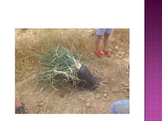 Quien siembra recoge