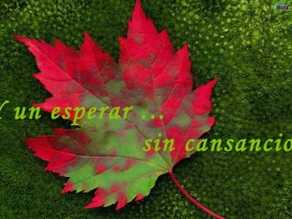 Y un esperar … sin cansancio.