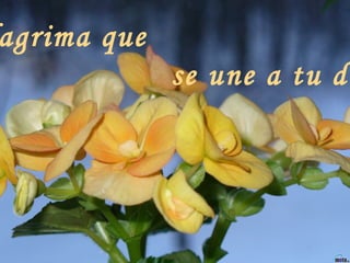 Una lagrima que se une a tu dolor,