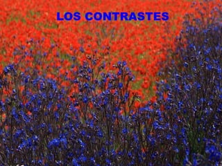 LOS CONTRASTES 