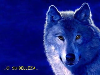 … O  SU BELLEZA… 