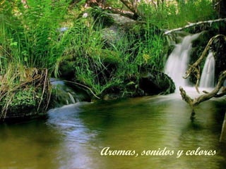 Aromas, sonidos y colores 