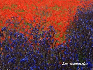 Los contrastes 