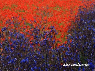 Los contrastes
 