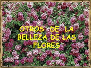 OTROS DE LA
BELLEZA DE LAS
    FLORES
 
