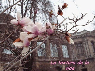 La textura de la
vida

 