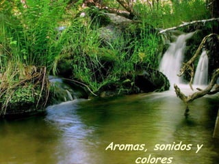 Aromas, sonidos y
colores

 