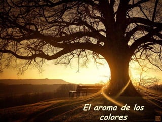 El aroma de los
colores

 