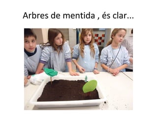 Arbres de mentida , és clar...
 