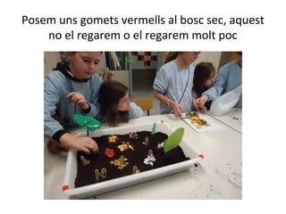 Posem uns gomets vermells al bosc sec, aquest
no el regarem o el regarem molt poc
 