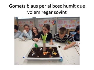 Gomets blaus per al bosc humit que
volem regar sovint
 