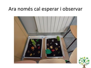 Ara només cal esperar i observar
 