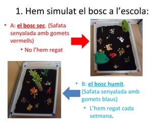 1. Hem simulat el bosc a l’escola:
• A: el bosc sec. (Safata
senyalada amb gomets
vermells)
• No l’hem regat
• B: el bosc humit.
(Safata senyalada amb
gomets blaus)
• L’hem regat cada
setmana.
 