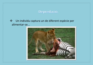 ? Un individu captura un de diferent espcie per
 alimentar-se...
 