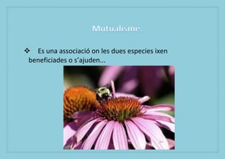 ? Es una associaci on les dues especies ixen
 beneficiades o sajuden...
 