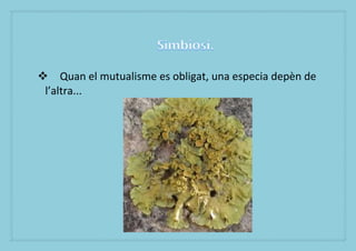 ? Quan el mutualisme es obligat, una especia depn de
 laltra...
 