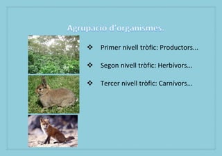 ? Primer nivell trfic: Productors...

? Segon nivell trfic: Herbvors...

? Tercer nivell trfic: Carnvors...
 