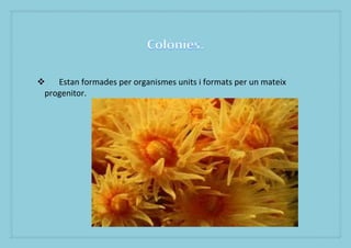 ?   Estan formades per organismes units i formats per un mateix
 progenitor.
 