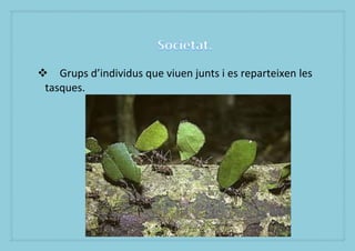 ? Grups dindividus que viuen junts i es reparteixen les
 tasques.
 