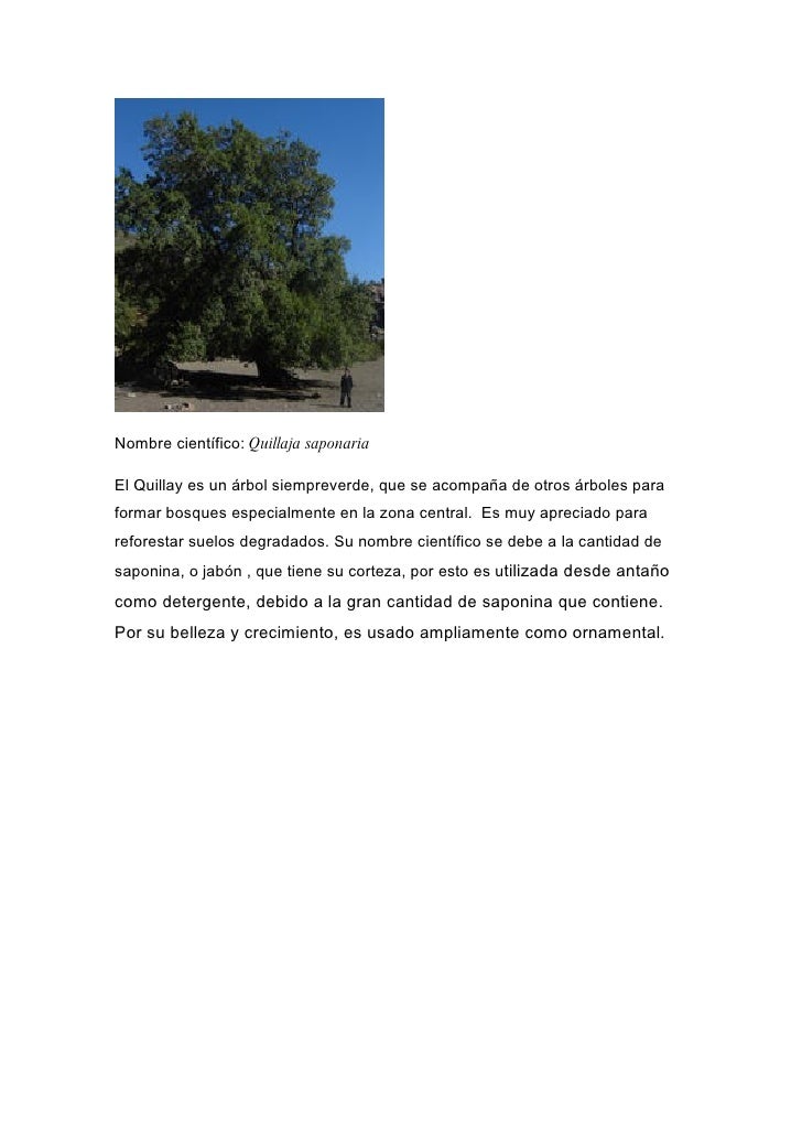 Quillay