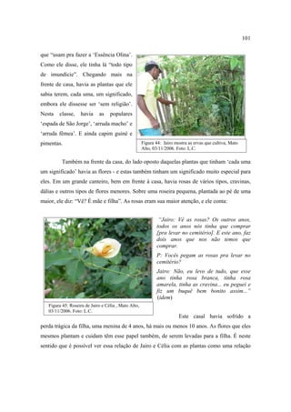 101
que “usam pra fazer a ‘Essência Olina’.
Como ele disse, ele tinha lá “todo tipo
de imundície”. Chegando mais na
frente de casa, havia as plantas que ele
sabia terem, cada uma, um significado,
embora ele dissesse ser ‘sem religião’.
Nesta

classe,

havia

as

populares

‘espada de São Jorge’, ‘arruda macho’ e
‘arruda fêmea’. E ainda capim guiné e
pimentas.

Figura 44: Jairo mostra as ervas que cultiva, Mato
Alto, 03/11/2006. Foto: L.C.

Também na frente da casa, do lado oposto daquelas plantas que tinham ‘cada uma
um significado’ havia as flores - e estas também tinham um significado muito especial para
eles. Em um grande canteiro, bem em frente à casa, havia rosas de vários tipos, cravinas,
dálias e outros tipos de flores menores. Sobre uma roseira pequena, plantada ao pé de uma
maior, ele diz: “Vê? É mãe e filha”. As rosas eram sua maior atenção, e ele conta:
“Jairo: Vê as rosas? Os outros anos,
todos os anos nós tinha que comprar
[pra levar no cemitério]. E este ano, faz
dois anos que nos não temos que
comprar.
P: Vocês pegam as rosas pra levar no
cemitério?
Jairo: Não, eu levo de tudo, que esse
ano tinha rosa branca, tinha rosa
amarela, tinha as cravina... eu peguei e
fiz um buquê bem bonito assim...”
(idem)
Figura 45: Roseira de Jairo e Célia , Mato Alto,
03/11/2006. Foto: L.C.

Este casal havia sofrido a
perda trágica da filha, uma menina de 4 anos, há mais ou menos 10 anos. As flores que eles
mesmos plantam e cuidam têm esse papel também, de serem levadas para a filha. É neste
sentido que é possível ver essa relação de Jairo e Célia com as plantas como uma relação

 