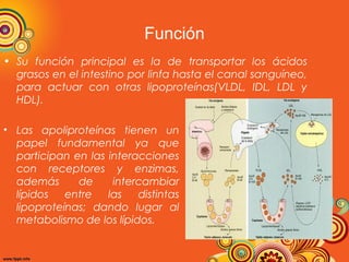 Función
• Su función principal es la de transportar los ácidos
grasos en el intestino por linfa hasta el canal sanguíneo,
para actuar con otras lipoproteínas(VLDL, IDL, LDL y
HDL).
• Las apoliproteínas tienen un
papel fundamental ya que
participan en las interacciones
con receptores y enzimas,
además
de
intercambiar
lípidos
entre
las
distintas
lipoproteínas; dando lugar al
metabolismo de los lípidos.

 