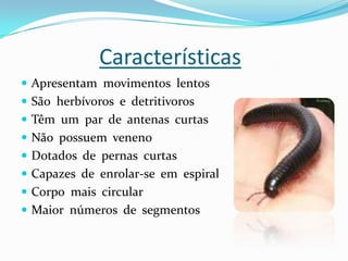 Características
 Apresentam movimentos lentos
 São herbívoros e detritivoros
 Têm um par de antenas curtas
 Não possuem veneno
 Dotados de pernas curtas
 Capazes de enrolar-se em espiral
 Corpo mais circular
 Maior números de segmentos
 