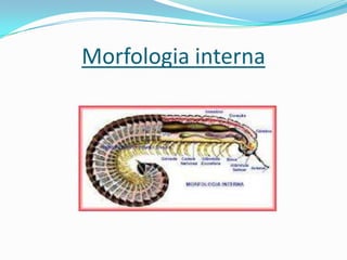 Morfologia interna
 