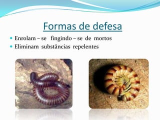 Formas de defesa
 Enrolam – se fingindo – se de mortos
 Eliminam substâncias repelentes
 