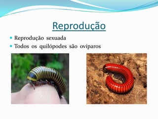 Reprodução
 Reprodução sexuada
 Todos os quilópodes são ovíparos
 