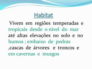 Habitat
 Vivem em regiões temperadas e
tropicais desde o nível do mar
até altas elevações no solo e no
humos ; embaixo de pedras
,cascas de árvores e troncos e
em cavernas e musgos
 