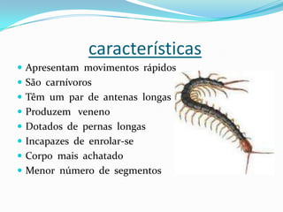 características
 Apresentam movimentos rápidos
 São carnívoros
 Têm um par de antenas longas
 Produzem veneno
 Dotados de pernas longas
 Incapazes de enrolar-se
 Corpo mais achatado
 Menor número de segmentos
 