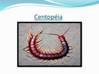 Centopéia
 