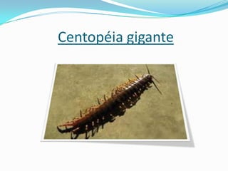 Centopéia gigante
 