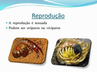 Reprodução
 A reprodução é sexuada
 Podem ser ovíparos ou vivíparos
 