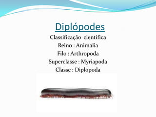 Diplópodes
Classificação cientifica
   Reino : Animalia
   Filo : Arthropoda
Superclasse : Myriapoda
  Classe : Diplopoda
 