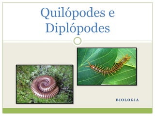 Quilópodes e
Diplópodes

BIOLOGIA

 