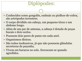 Diplópodes:
 Conhecidos como gongolôs, embuás ou piolhos-de-cobra,










são artrópodes terrestres.
O corpo dividido em cabeça, um pequeno tórax e um
abdome longo.
Além de um par de antenas, a cabeça é dotada de peças
bucais e dois ocelos.
Possuem dois pares de patas em cada anel.
Organismos dioicos.
São todos inofensivos, já que não possuem glândulas
secretoras de peçonha.
Vivem em buracos no solo. Enroscam-se quando
agredidos.

 