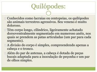 Quilópodes:
Conhecidos como lacraias ou centopeias, os quilópodes
são animais terrestres agressivos. Seu veneno é muito
doloroso.
Têm corpo longo, cilíndrico, ligeiramente achatado
dorsoventralmente segmentado em numeroso anéis, nos
quais se prendem as patas articuladas (um par para cada
segmento).
A divisão do corpo é simples, compreendendo apenas a
cabeça e o tronco.
Além do par de antenas, a cabeça é dotada de peças
bucais adaptada para a inoculação de peçonha e um par
de olhos simples.
 