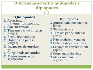 Diferenciação entre quilópodes e
diplópodes
Quilópodes
 Apresentam
movimentos rápidos;
 São carnívoros;
 Têm um par de antenas
longas;
 Produzem veneno;
 Dotados de patas
longas;
 Incapazes de enrolar-
se;
 Corpo mais achatado;
 Menor número de
segmentos.
Diplópodes
 Apresentam movimentos
lentos;
 São herbívoros;
 Têm um par de antenas
curtas;
 Não produzem veneno;
 Dotados de patas curtas;
 Capazes de enrolar-se em
espiral;
 Corpo mais circular;
 Maior número de
segmentos.
 