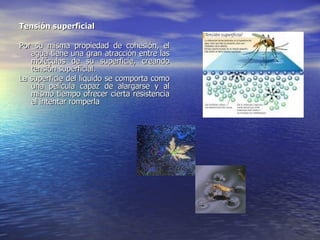 Tensión superficial Por su misma propiedad de cohesión, el agua tiene una gran atracción entre las moléculas de su superficie, creando tensión superficial.  La superficie del líquido se comporta como una película capaz de alargarse y al mismo tiempo ofrecer cierta resistencia al intentar romperla                                                