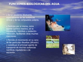 FUNCIONES BIOLOGICAS DEL AGUA   •  Es un excelente disolvente, especialmente de las sustancias iónicas y de los compuestos polares.  •  Participa por sí misma, como agente químico reactivo, en la hidratación, hidrólisis y oxidación-reducción, facilitando otras muchas reacciones. •  Permite el movimiento en su seno de las partículas disueltas (difusión) y constituye el principal agente de transporte de muchas sustancias nutritivas reguladoras o de excreción. 