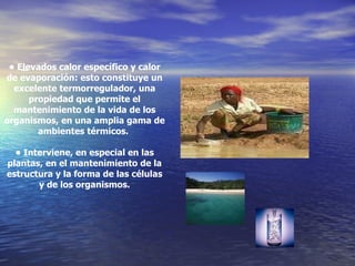 •  Elevados calor específico y calor de evaporación: esto constituye un excelente termorregulador, una propiedad que permite el mantenimiento de la vida de los organismos, en una amplia gama de ambientes térmicos.  •  Interviene, en especial en las plantas, en el mantenimiento de la estructura y la forma de las células y de los organismos. 